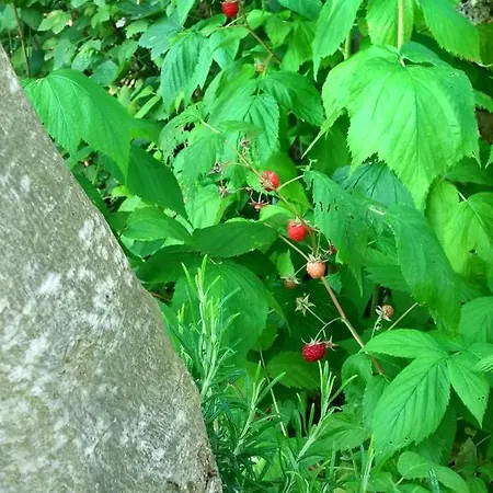 Σπίτι διακοπών Sonja *